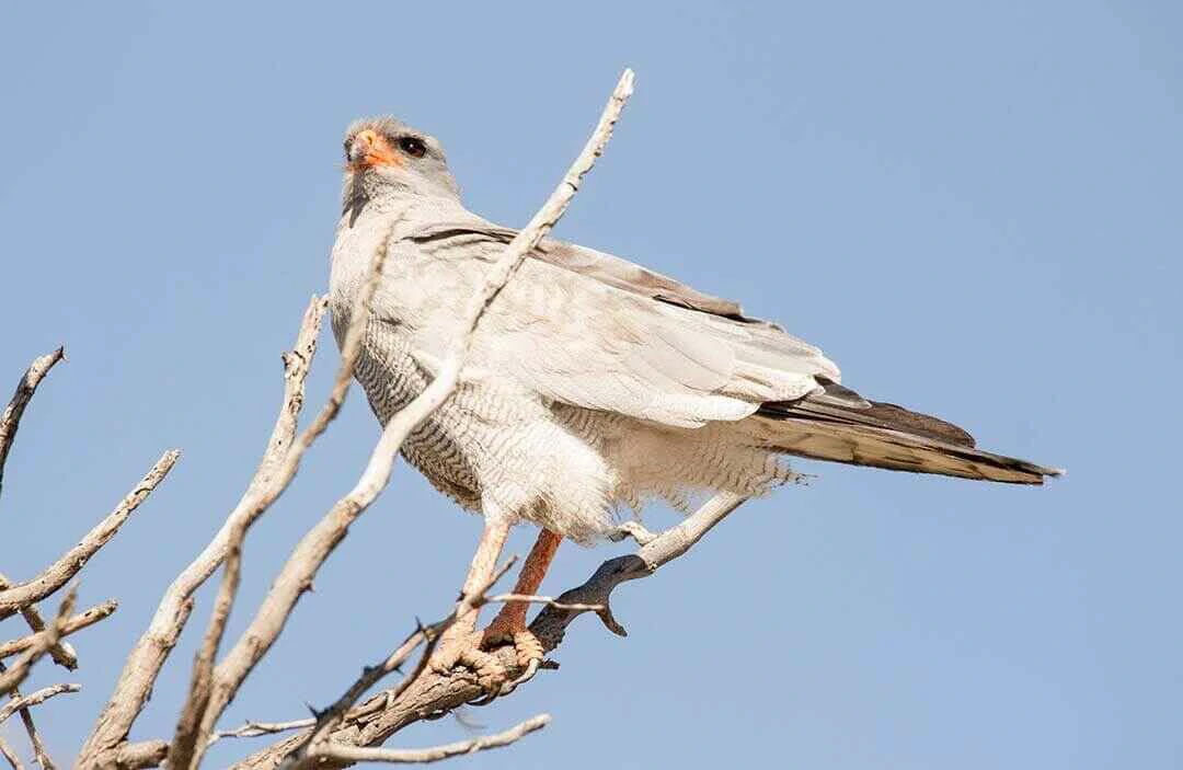 Pale Chanting Goshawks